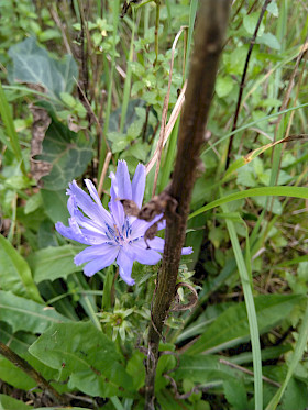 letzte Blüten der lila Wegwarte